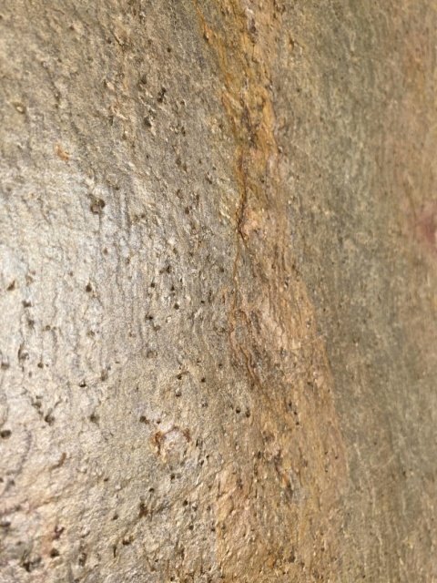 Kamień w rolce Fornir kamienny Naturalny NEVA GOLD 122x280x0,3 cm