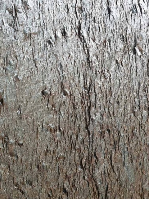 Kamień w rolce Fornir kamienny Naturalny Golden122x280x0,2 cm